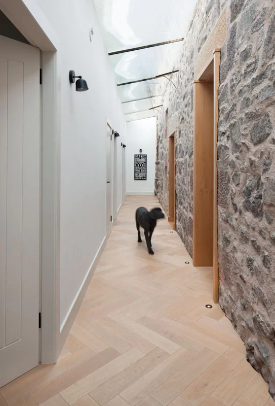 Russwood European Oak Flooring in Oat used in a project designed by Staran Architects with a black Labrador dog walking on the floor.