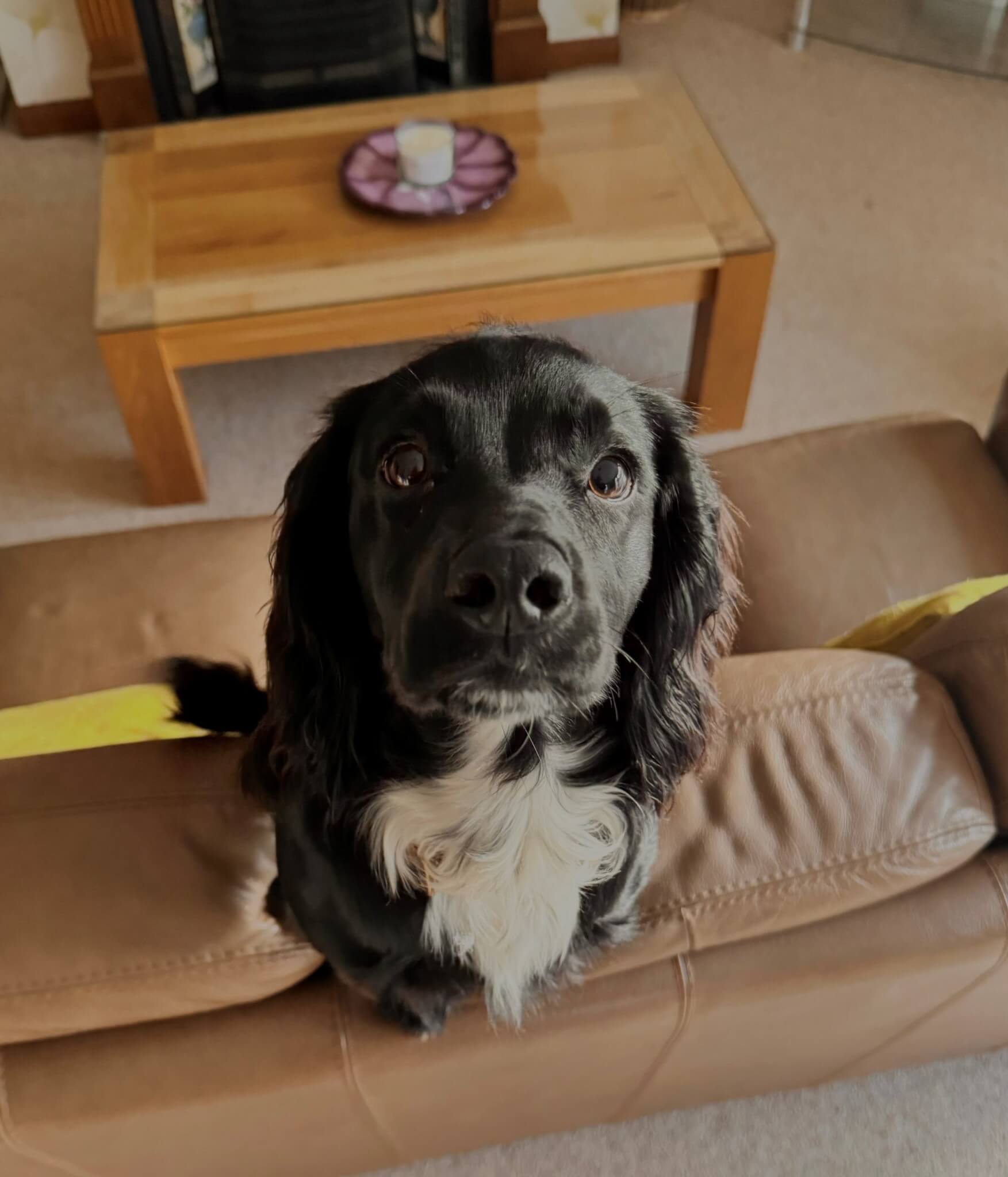 Kelsey's puppy Oakley
