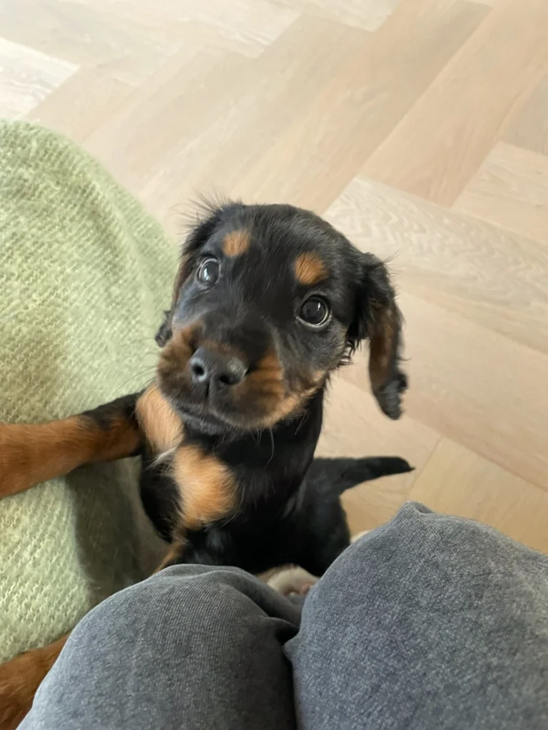 Flora the pup on our European Oak Flooring in Pearl
