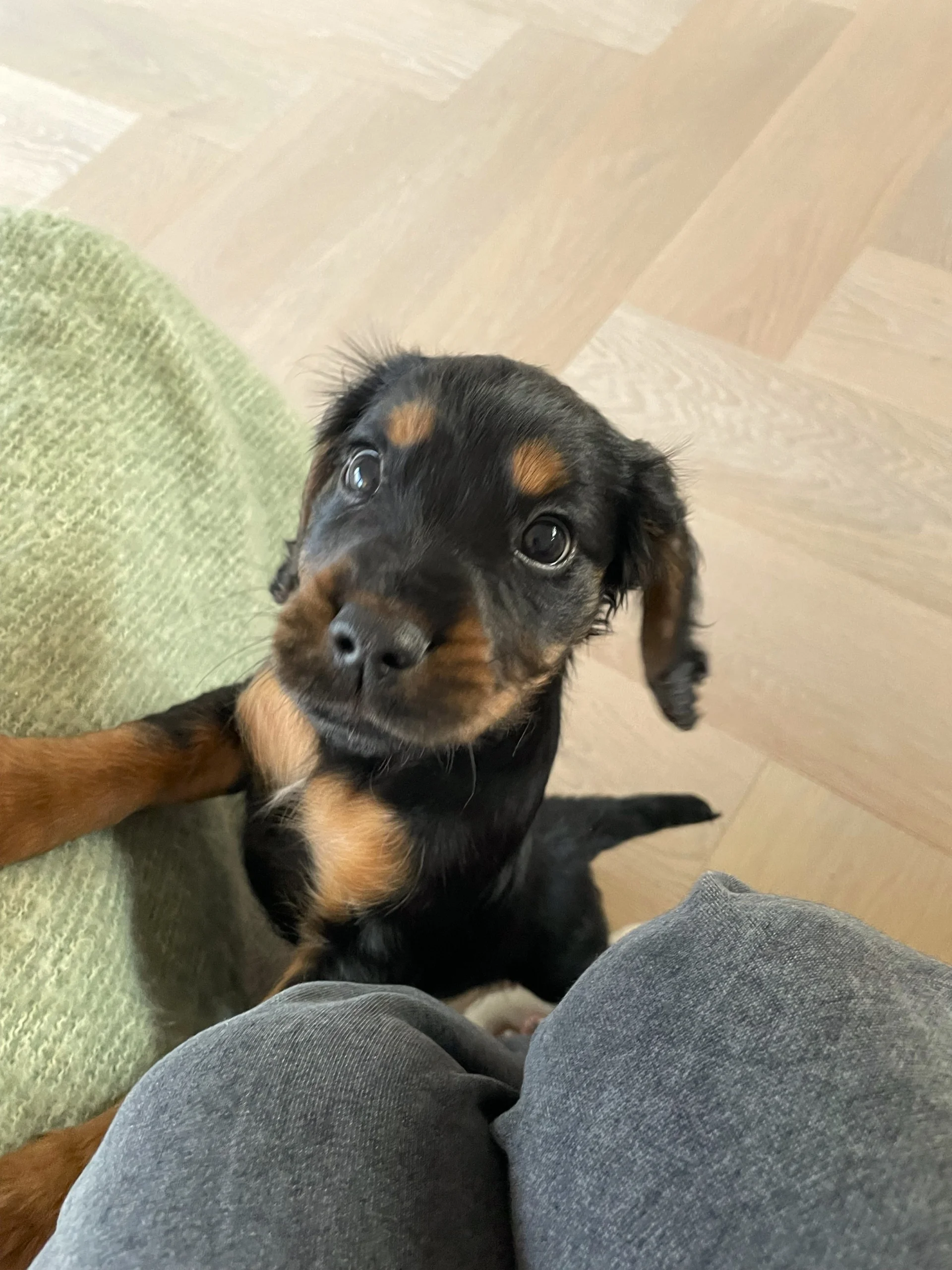 The ultimate guide to pet-friendly wood flooring options