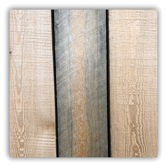 Sapwood has affected this board causing blue stain mould.