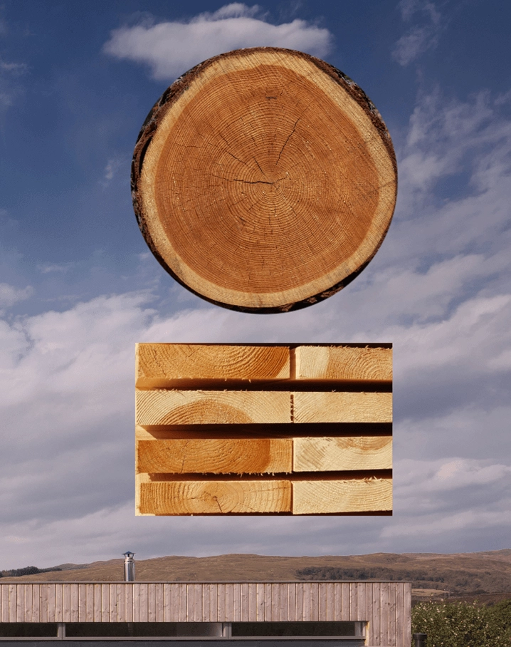Cross-section showing sapwod, which affects the timber durability